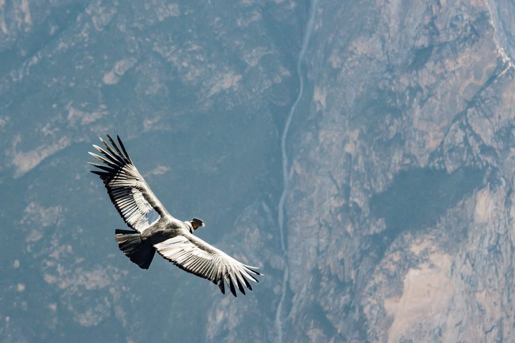 condor, peru, andean condor-4410243.jpg